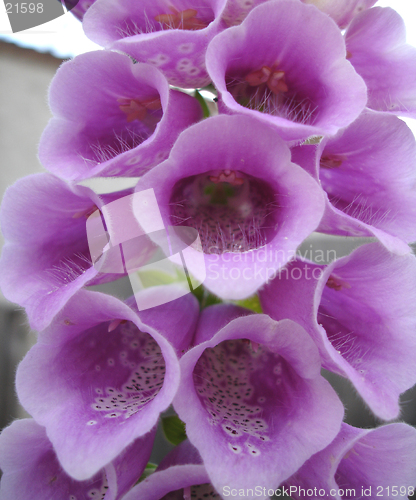 Image of Foxgloves