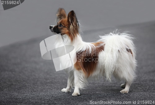 Image of papillon