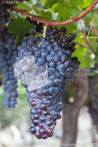 Image of Grapes Hanging on a Vine