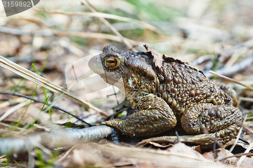 Image of The toad who has woken up after hibernation