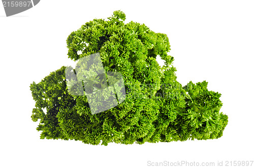 Image of fresh bunch of parsley isolated on white 