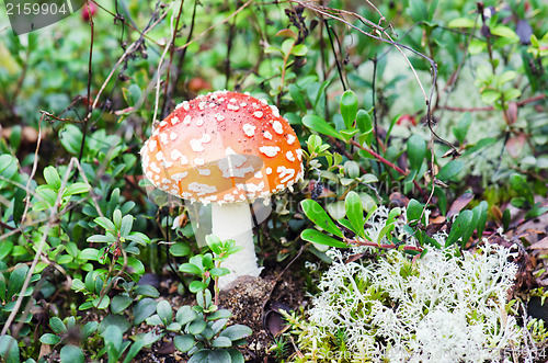 Image of The mushroom a fly-agaric grows one in a wood, among a herb