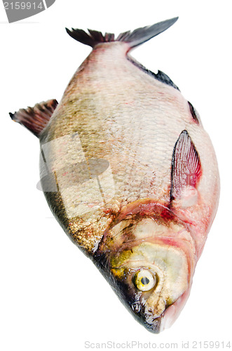 Image of Bream is isolated on a white background 