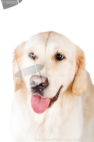 Image of Labrador retriever,  is isolated on a white background