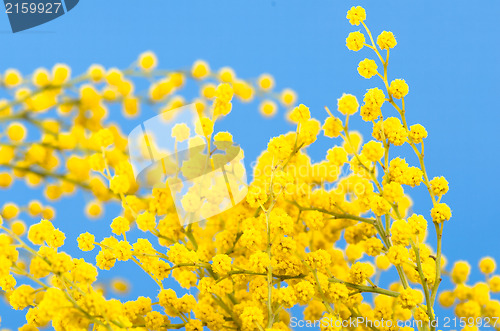 Image of blossoming mimosa, a close up