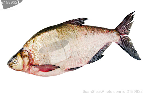 Image of Bream is isolated on a white background 
