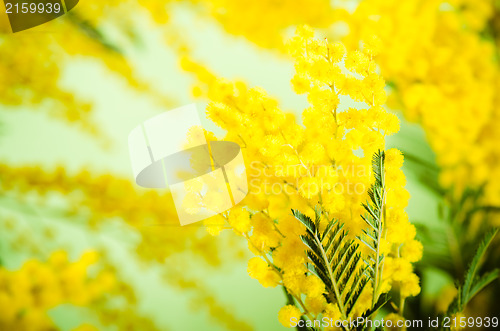 Image of Spring bouquet with a mimosa