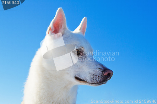 Image of Portrait of a white dog