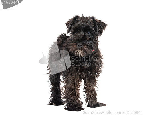 Image of miniature schnauzer is isolated on a white background