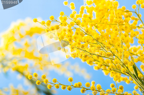 Image of Spring bouquet with a branch of a blossoming acacia tree