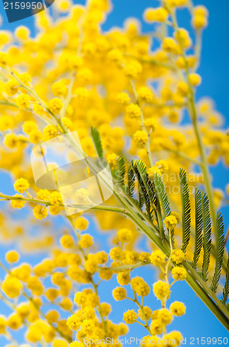 Image of Spring bouquet with a branch of a blossoming mimosa