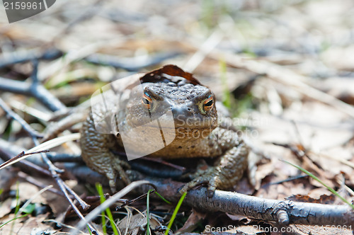 Image of The toad who has woken up after hibernation