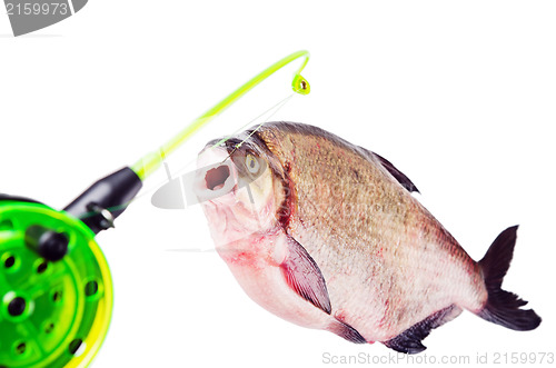 Image of Bream on the hook is isolated on a white background
