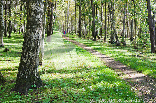 Image of The deserted avenue shined by solar beams in autumn park