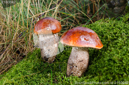 Image of closeup pair wet mushrooms red cap moss wet forest 
