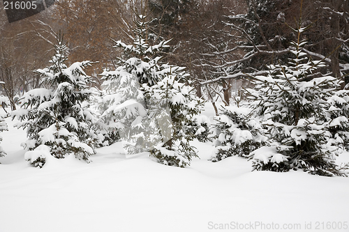 Image of After snowstorm.