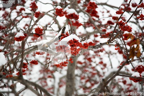 Image of Ashberry under snow