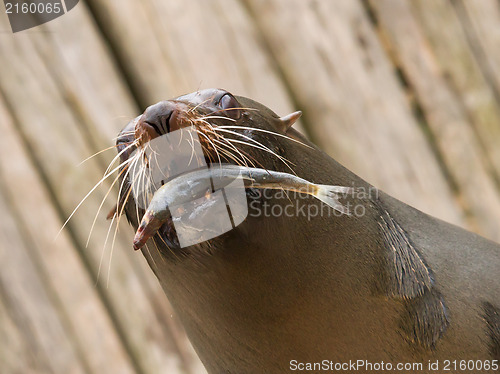 Image of South American Sea Lion (Otaria flavescens)