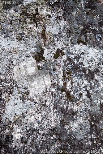 Image of Moss over stone
