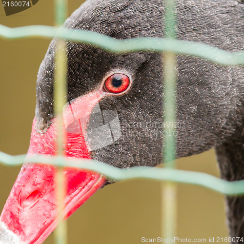 Image of Black swan (Cygnus atratus) in captivity