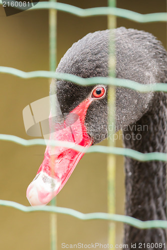 Image of Black swan (Cygnus atratus) in captivity