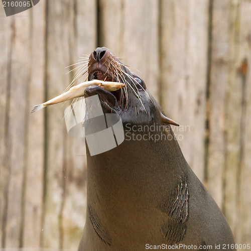 Image of South American Sea Lion (Otaria flavescens)