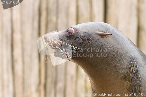 Image of South American Sea Lion (Otaria flavescens)