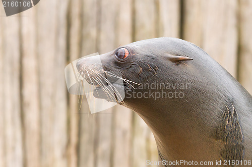 Image of South American Sea Lion (Otaria flavescens)
