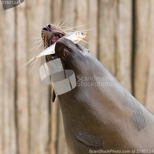 Image of South American Sea Lion (Otaria flavescens)