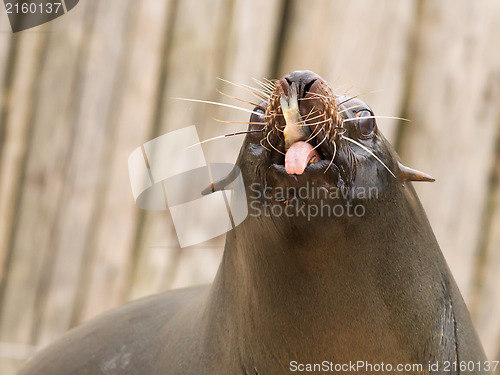 Image of South American Sea Lion (Otaria flavescens)