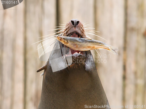 Image of South American Sea Lion (Otaria flavescens)