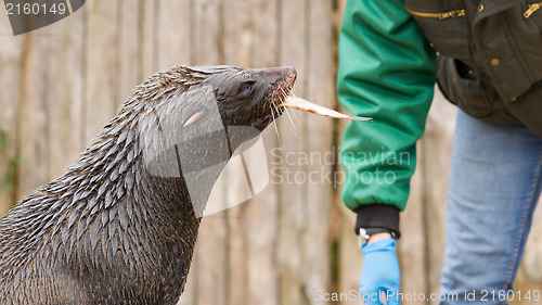 Image of South American Sea Lion (Otaria flavescens)