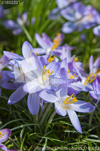 Image of Crocus