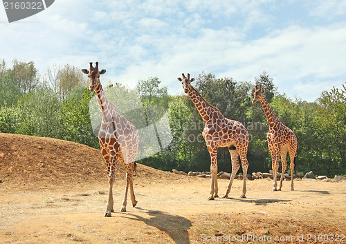 Image of Family of giraffes