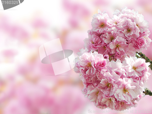 Image of Japanese cherry blossoms