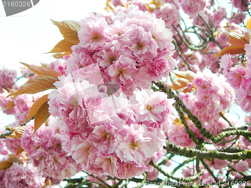 Image of Pink Japanese cherry blossoms