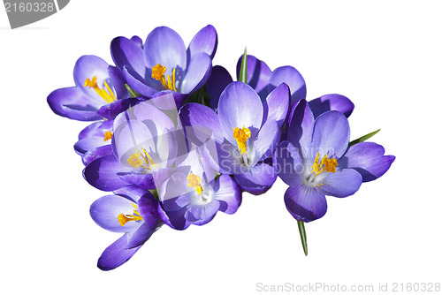 Image of Crocus Flowers