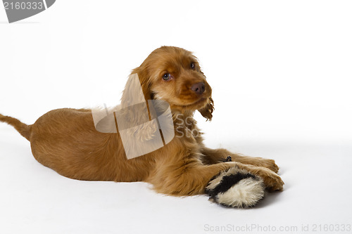 Image of Cocker Spaniel puppy