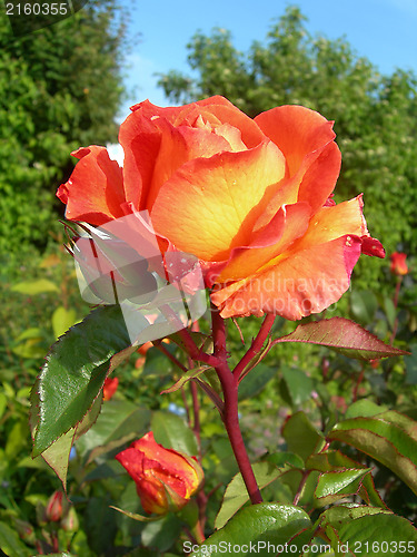 Image of Orange Rose in Garden