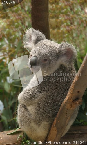 Image of koala