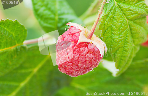 Image of red raspberries