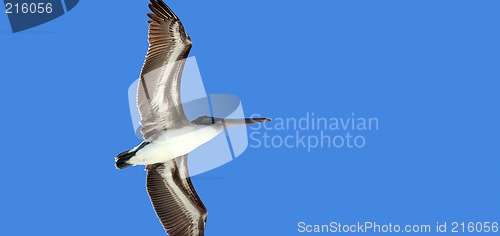 Image of Bird in flight