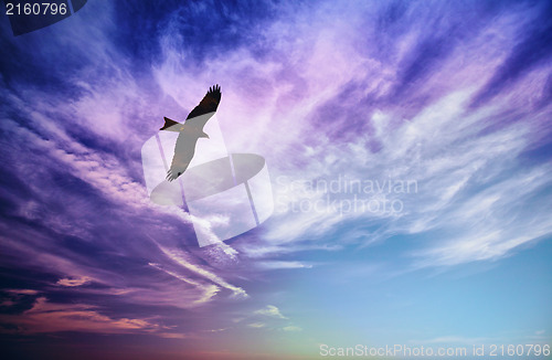 Image of Bird of prey fly in blue cloudy sky