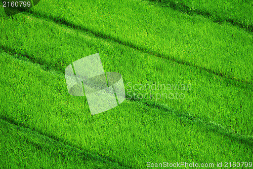 Image of Rice fields. View from above