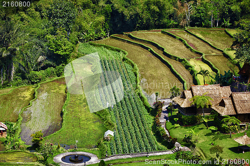 Image of Young green rice