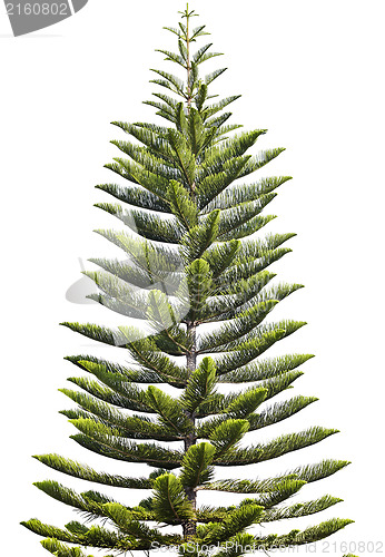 Image of Norfolk Island Pine