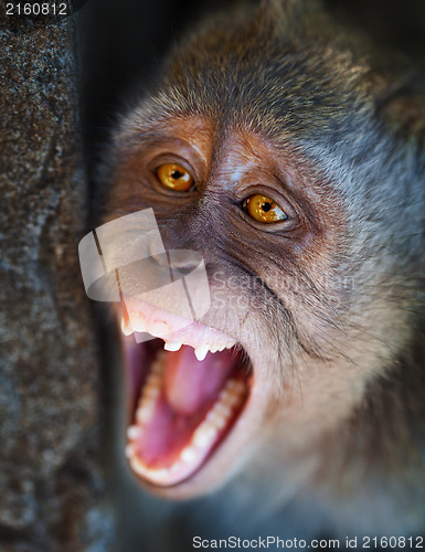 Image of Portrait of aggressive monkey close up