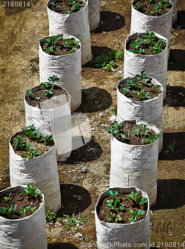 Image of Strawberry plants