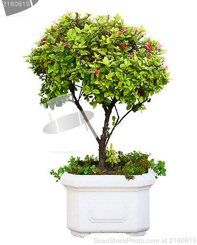 Image of Bonsai tree