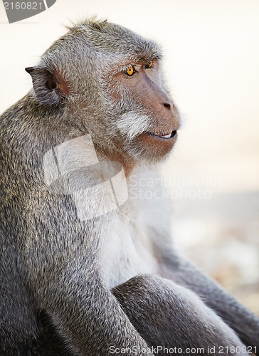 Image of Relaxed monkey